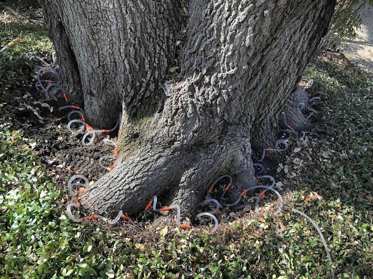 Detailed Tree Cabling and Bracing job site in Dawson Springs
