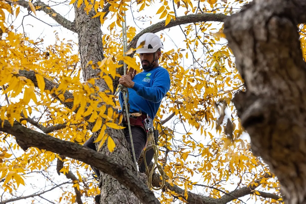 Skilled Tree Planing crew working in Dawson Springs